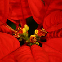 close-up of center of poinsettia flower